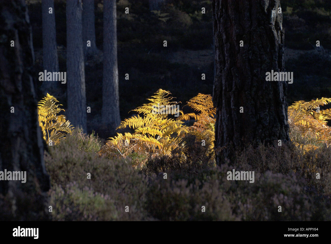 Soleggiato bracken fronde a loch un eilein Highlands della Scozia nel mese di ottobre Foto Stock