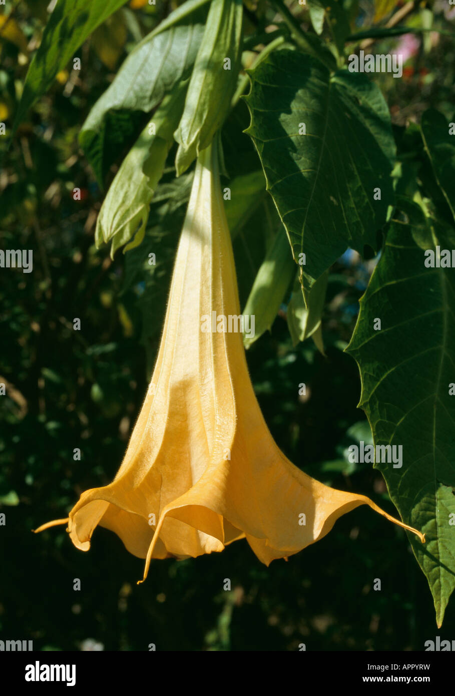 Datura Brugmansia ad un bel mantello giallo Foto Stock