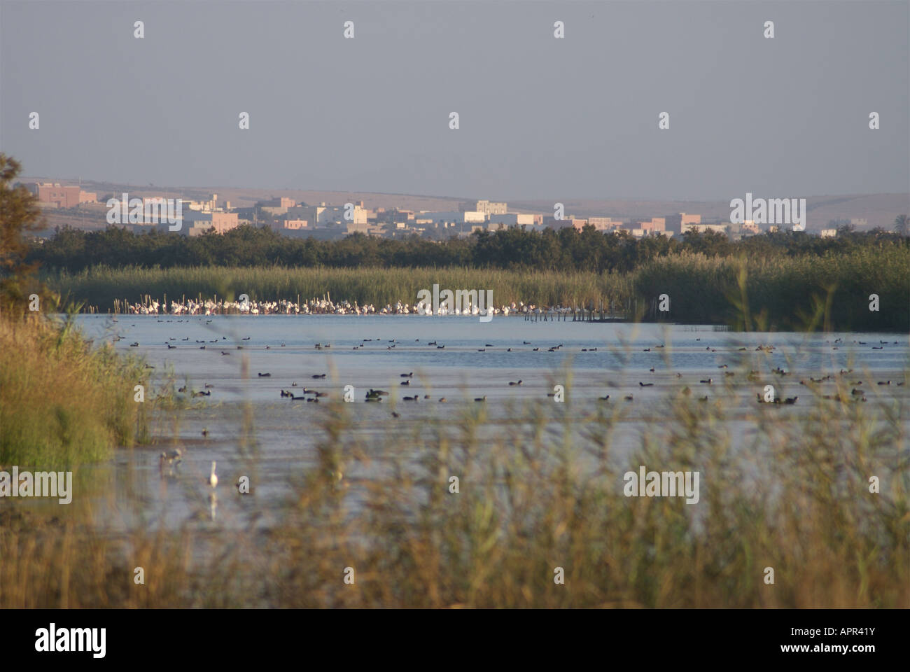 Sous-Massa Parco Nazionale Foto Stock