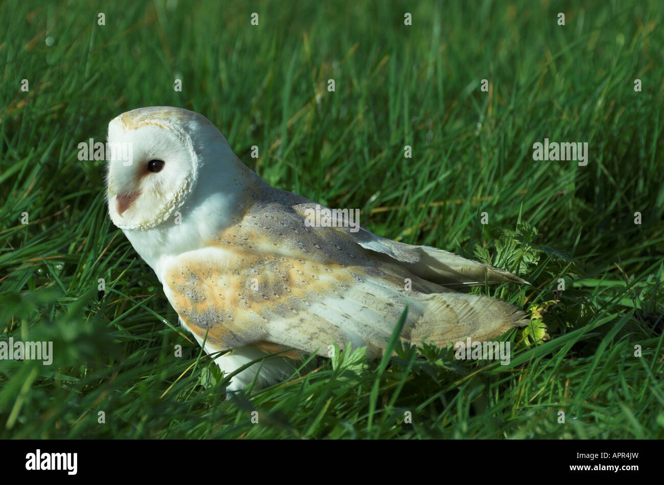 Barbagianni - Tyto alba - in erba Foto Stock