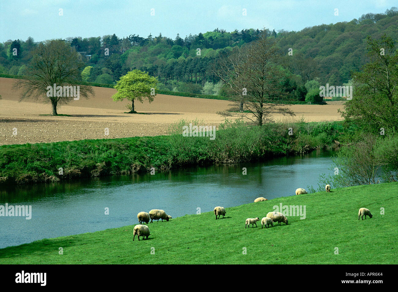 Appena visibile a nord attraverso le acque del fiume Wye parzialmente oscurato da alberi sulle pendici boscose di come Caple è la secentesca torre della chiesa di Sant'Andrea e di Santa Maria piccolo gregge di pecore al pascolo come Foto Stock Appena visibile a nord attraverso le acque del fiume Wye parzialmente oscurato da alberi sulle pendici boscose di come Caple è la secentesca torre della chiesa di Sant'Andrea e di Santa Maria piccolo gregge di pecore al pascolo come Foto Stock