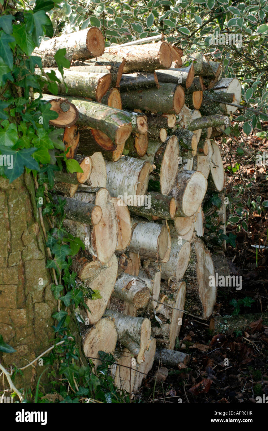 Un recente tagliata ed impilati pila di log saranno a sinistra per fornire habitat Foto Stock