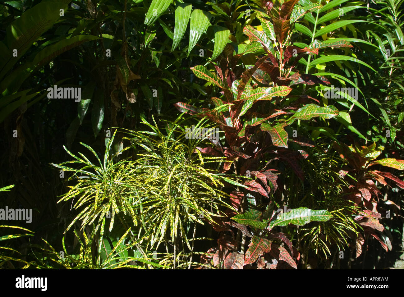 Giungla fitta vegetazione sull isola di Yap Foto Stock