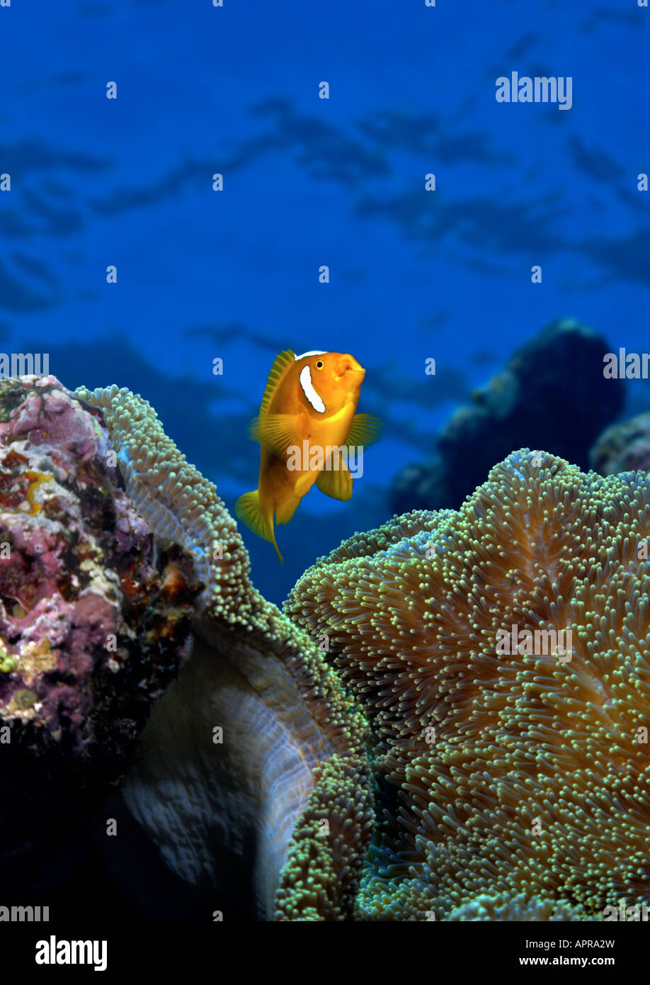 Un White-Bonnet Anemonefish si estende la sua bocca mentre custodire un Mertens anemone marittimo a Karumolun isola nelle isole Salomone. Foto Stock