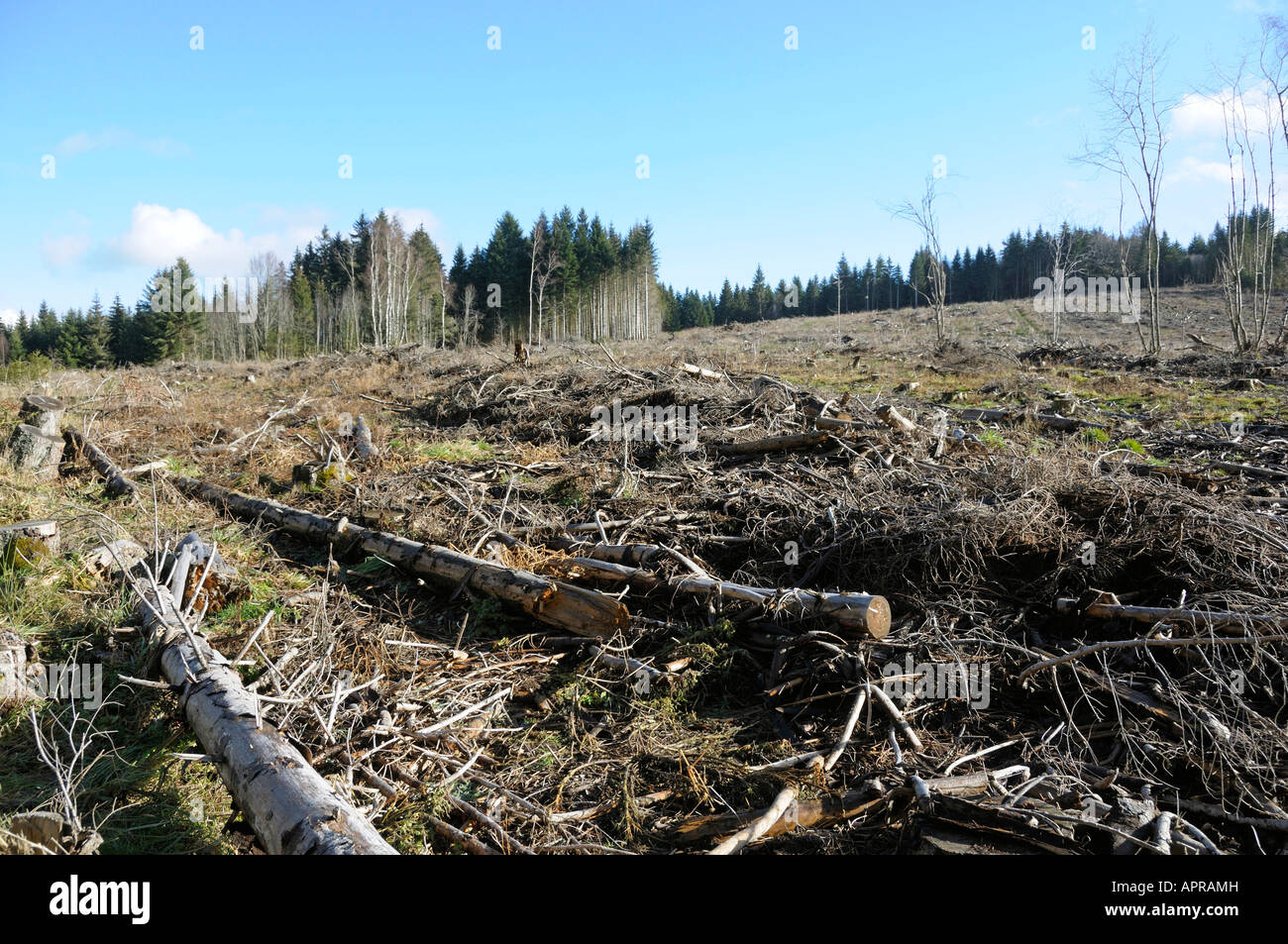 Deforestazione Foto Stock