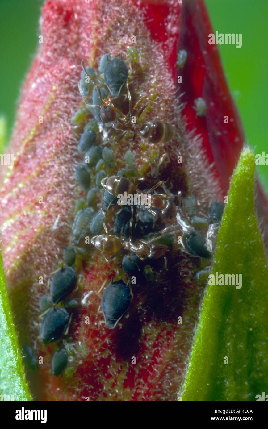 Ant argentino (Iridomyrmex humilis) Afidi di mungitura (Famiglia Scarabaeidae) sul fiore rosa Foto Stock