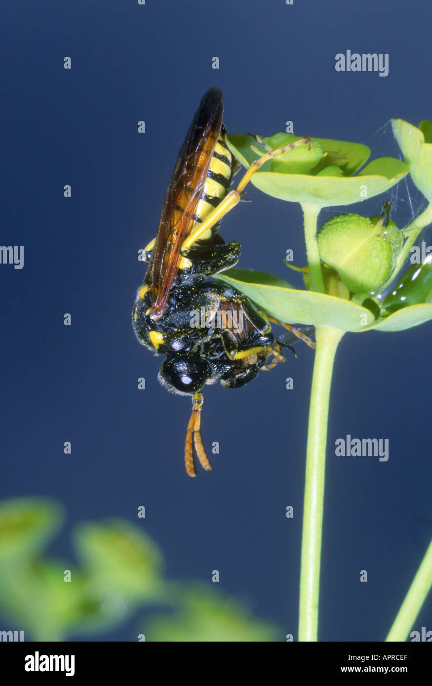 Sawfly Wasp, Tenthredo meridiana. Sottosopra di mangiare una mosca Foto Stock