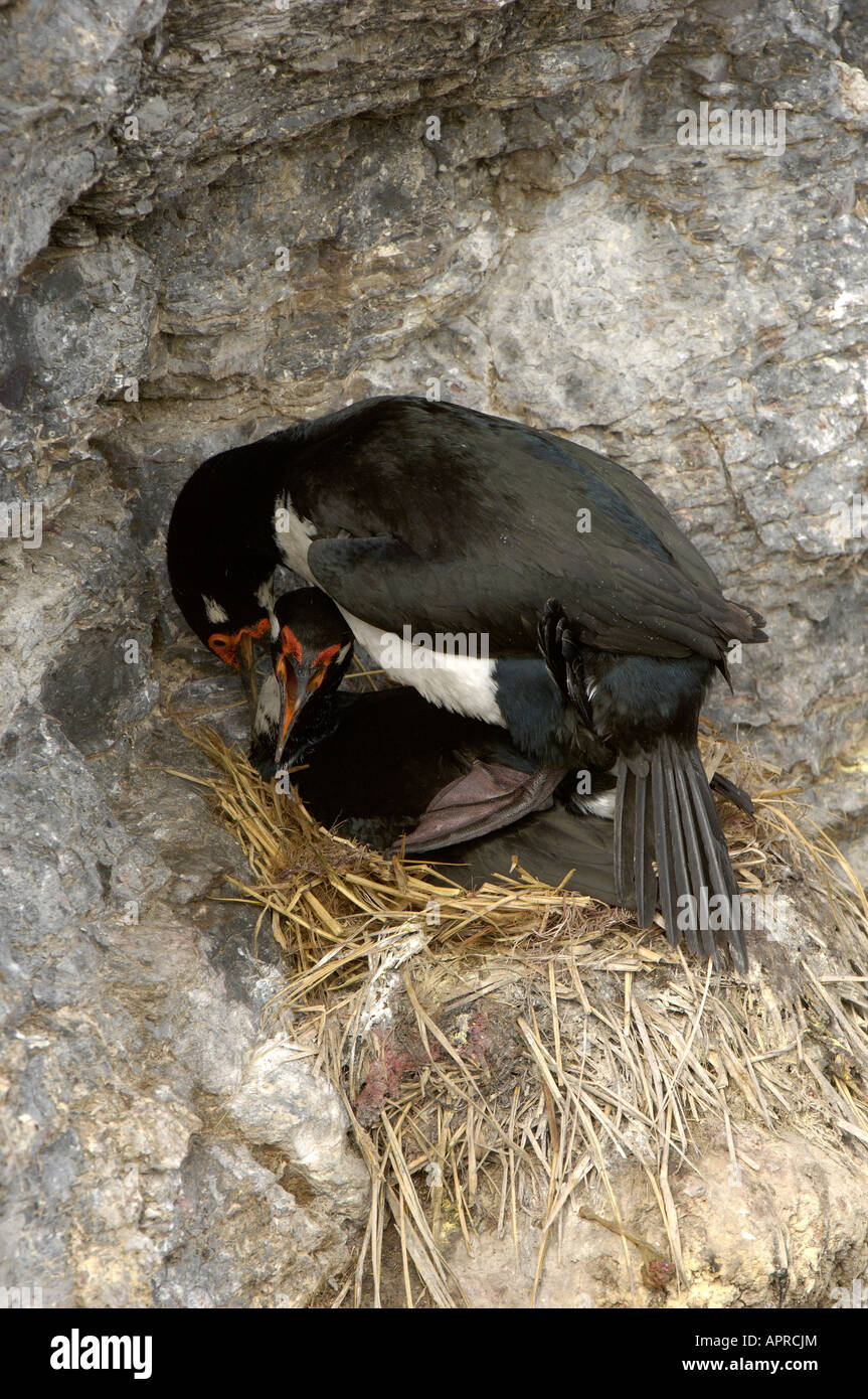 Rock cormorano Phalacrocorax magellanicus Isole Falkland coppia coniugata sul nido Foto Stock