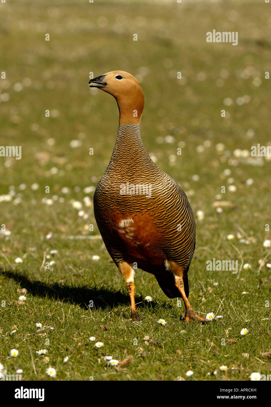 Ruddy intitolata Goose Chloephaga rubidiceps più deprimente Island Isole Falkland Foto Stock