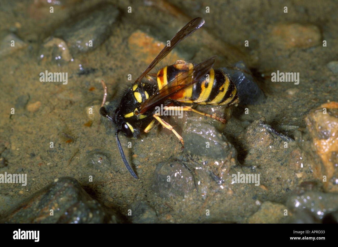Red Wasp, Vespula rufa. Acqua potabile Foto Stock