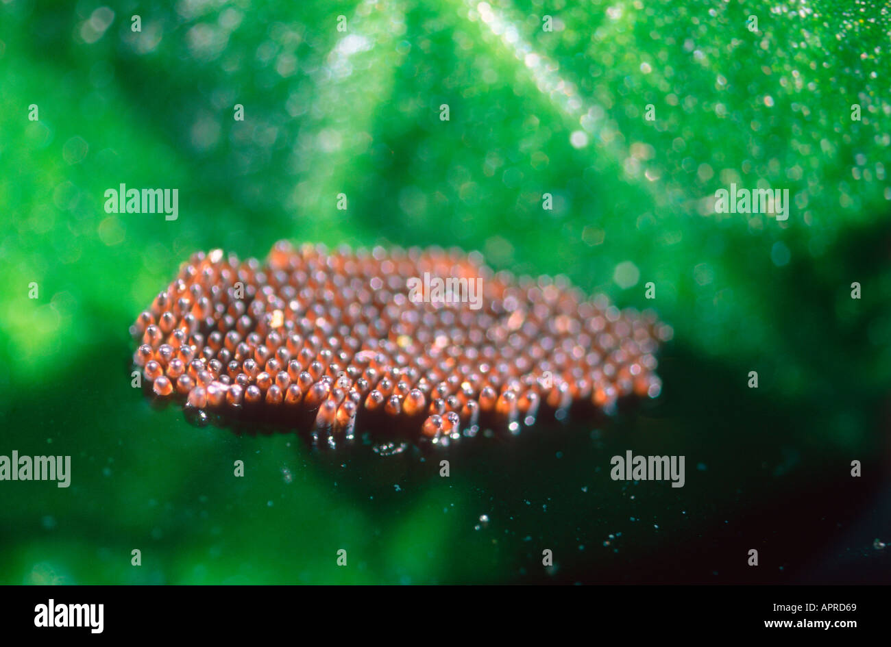 Zanzara Culex pipiens. Primo piano di uova su stagno Foto Stock