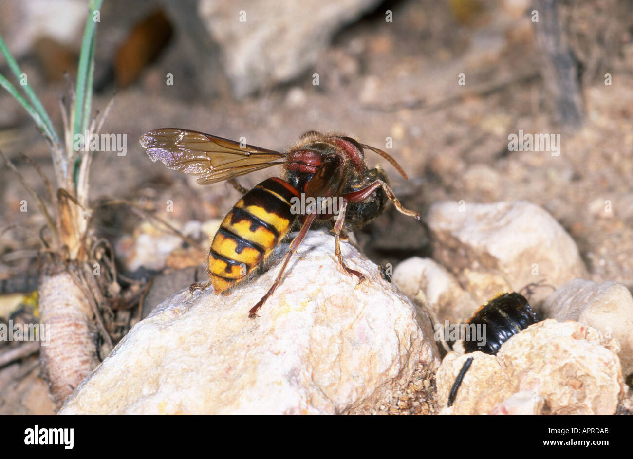 Hornet Wasp, Vespa crabro. Mangiare una preda Foto Stock