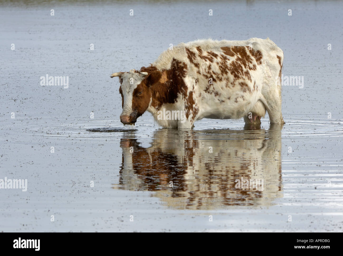 Mucca Bos taurus acqua potabile in piedi in mezzo al lago di Isole Falkland Foto Stock