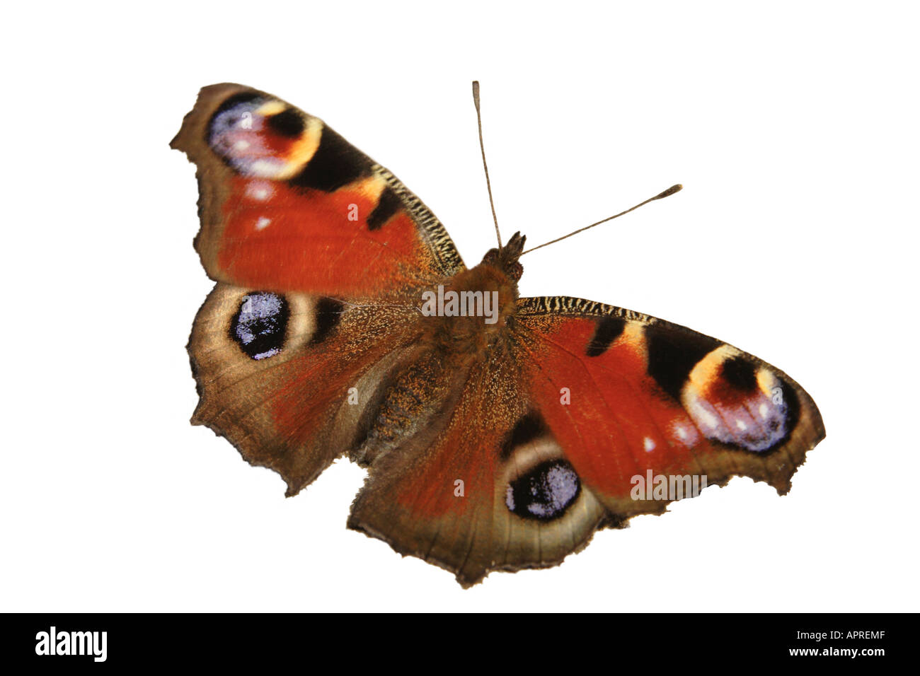 Farfalla pavone ritaglio. Foto Stock