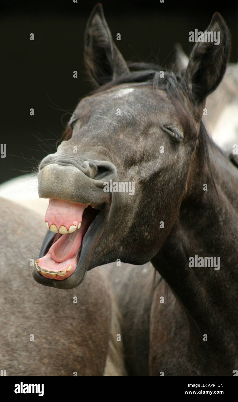 L'uno sbadiglio lipizzan cavallo Foto Stock