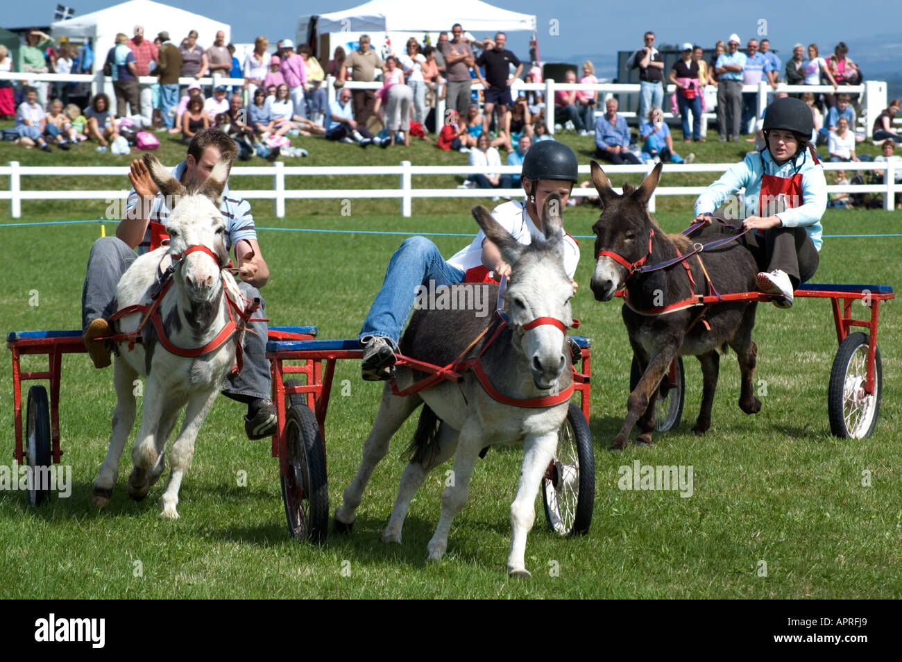 Donkey corsa Derby,cornwall,Inghilterra Foto Stock