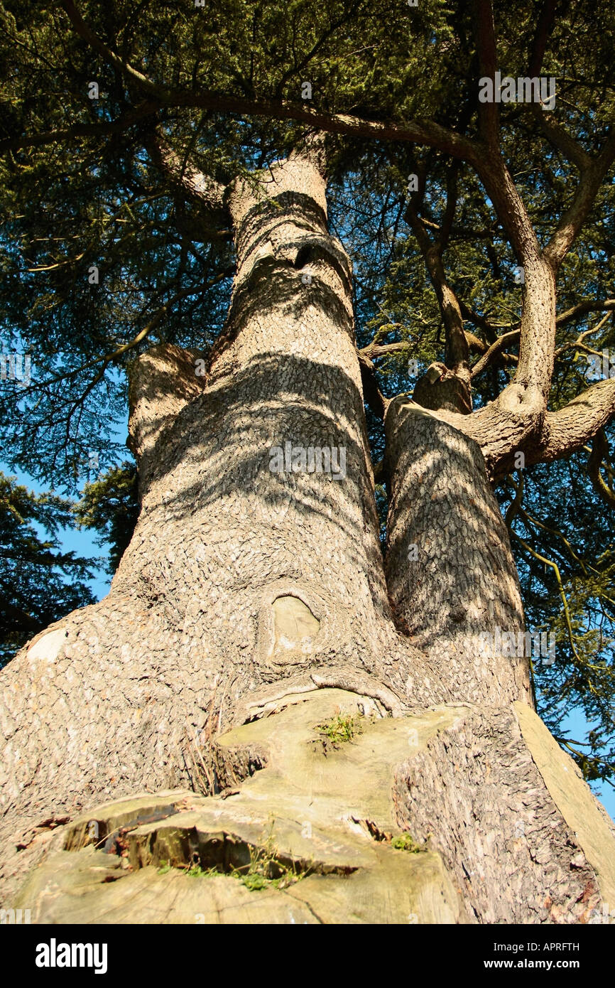 Tronco alto di cedro del Libano (Cedrus libani) in inverno nel Sussex occidentale, Inghilterra, Regno Unito Foto Stock