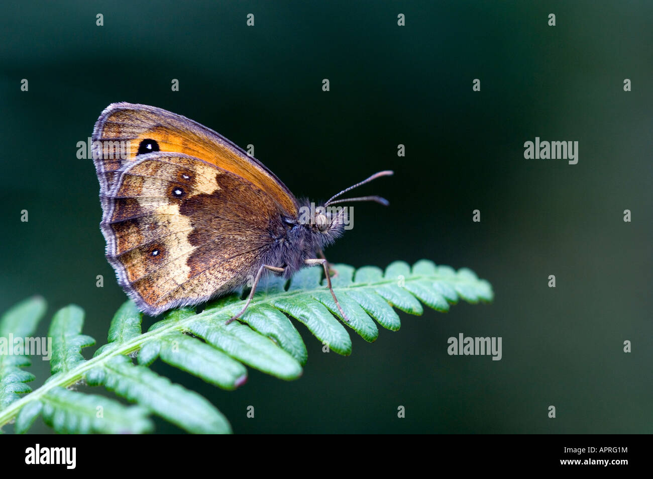 Gatekeeper (farfalla Pyronia tithonus) arroccato su bracken Foto Stock