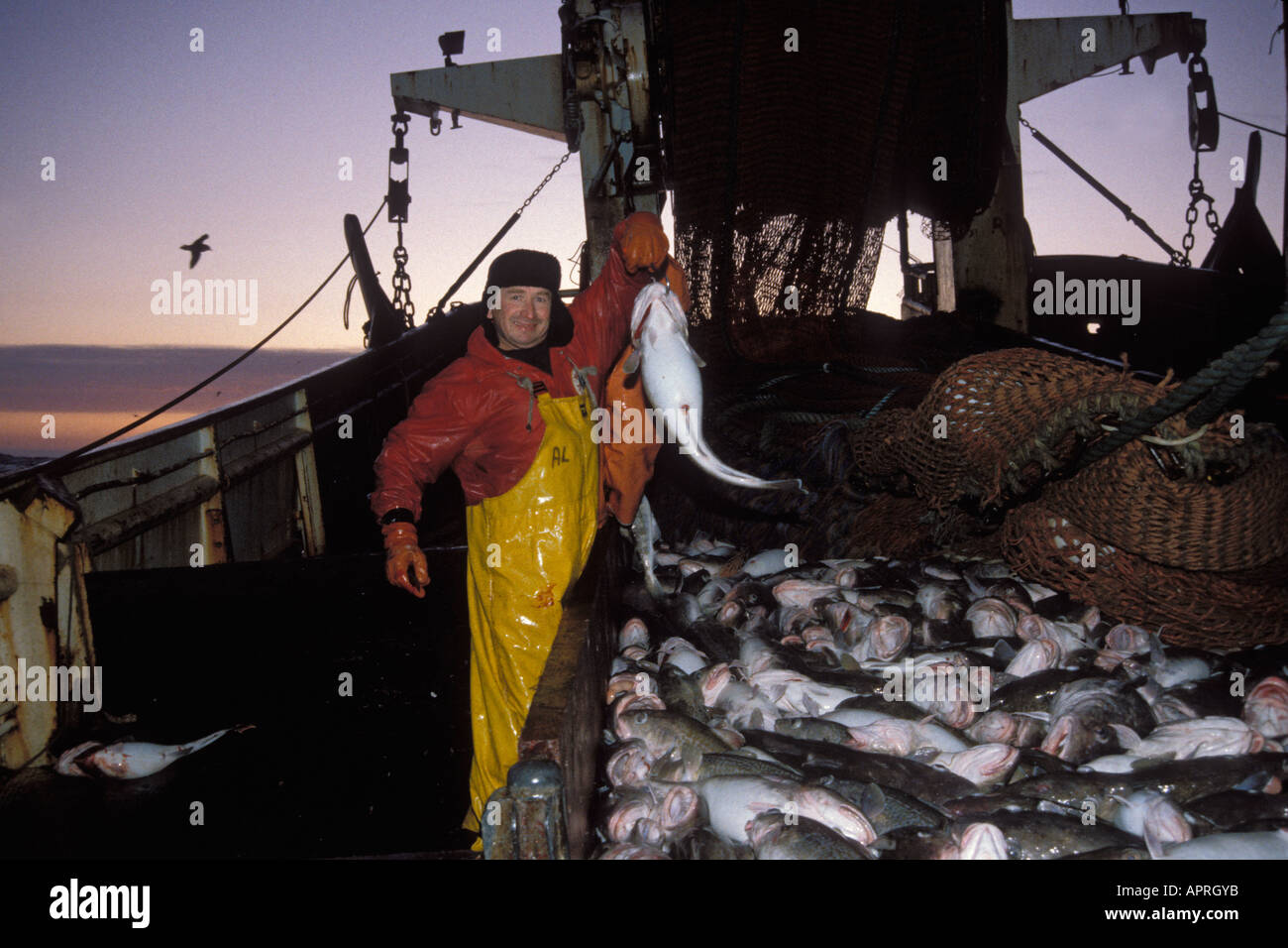 La pesca commerciale lavoratore sanguina Pacific Merluzzo bianco Gadus macrocephalus nel mare di Bering Alaska Foto Stock