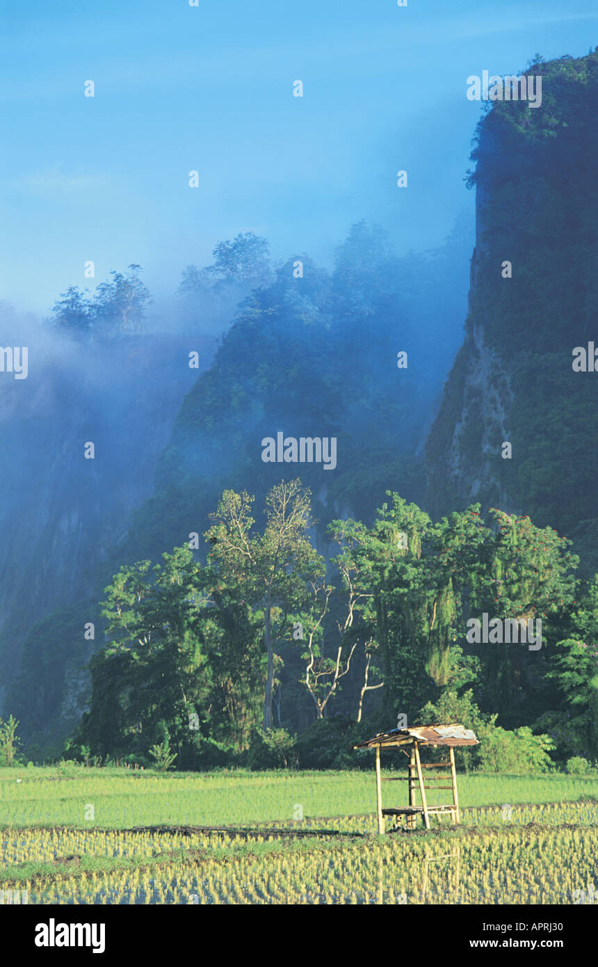 Risaie Sumatra Indonesia Foto Stock