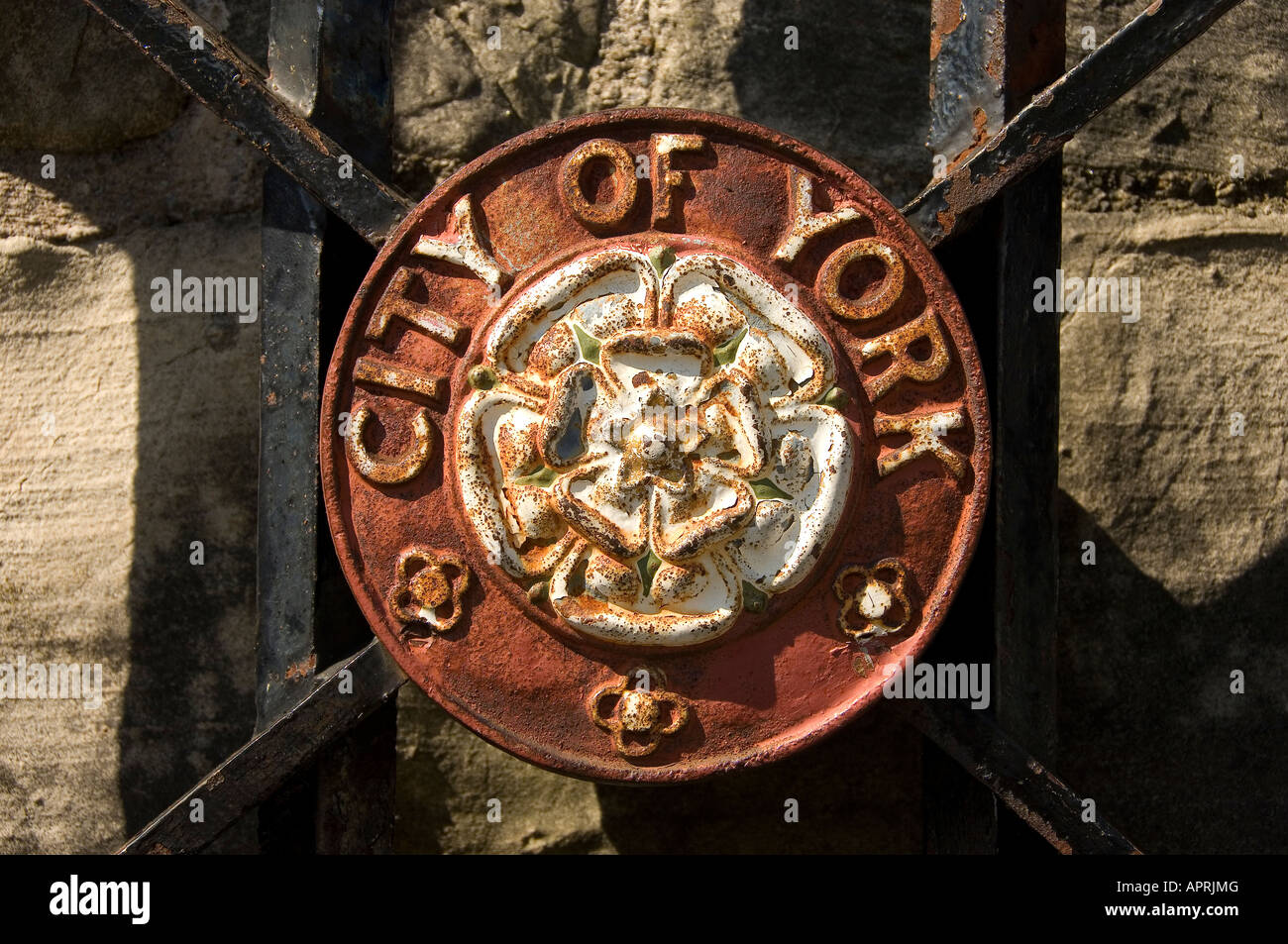 Primo piano di White Rose of York North Yorkshire England Regno Unito GB Gran Bretagna Foto Stock