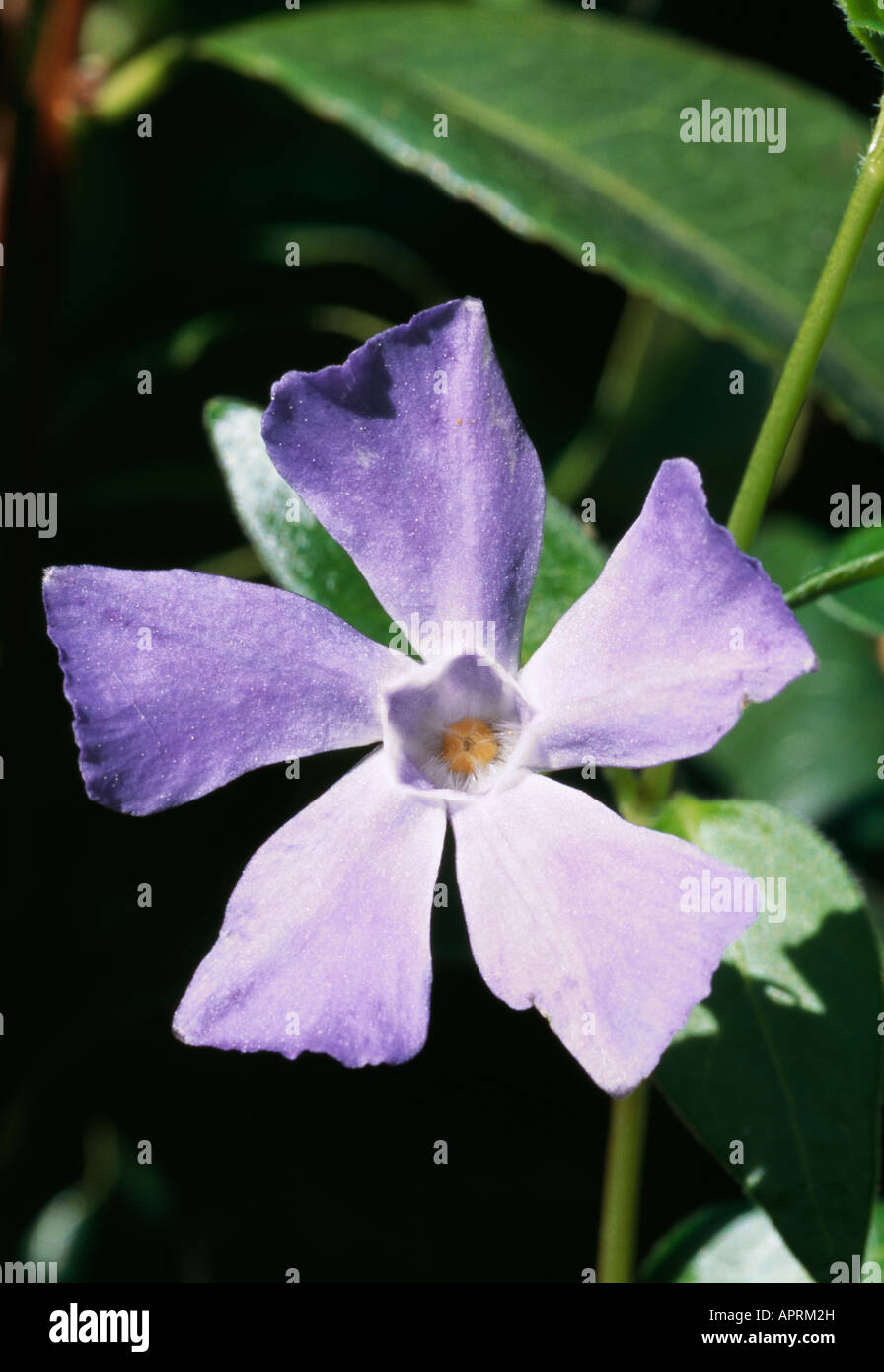 Vinca major blu porpora forma vortice Foto Stock