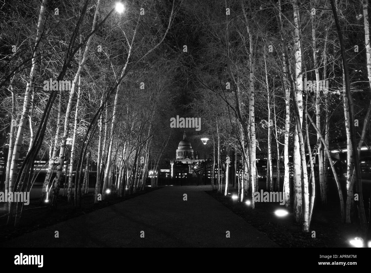 Guardando attraverso un viale di argento di betulle sul Bankside alla Cattedrale di St Paul, Londra Foto Stock