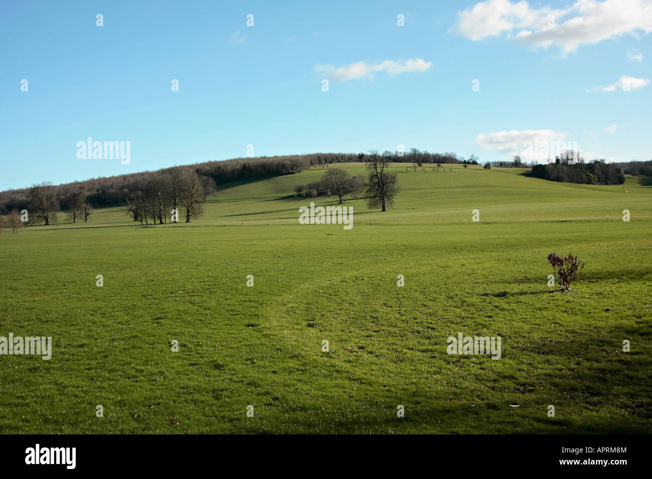 South Downs in inverno a Singleton, West Sussex, Inghilterra Foto Stock