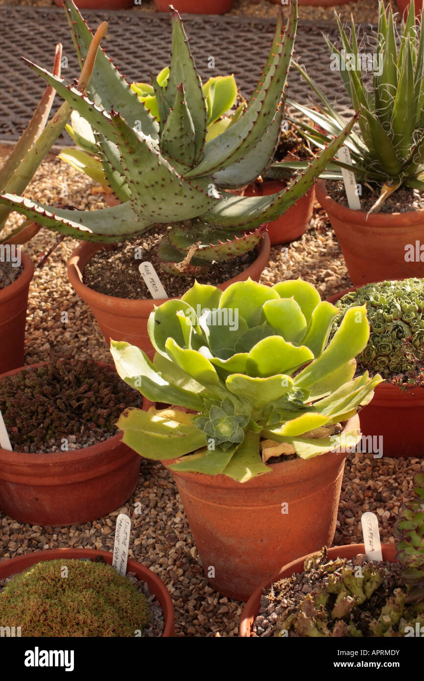 Agave e Aeonio Succulenti in vasi di terracotta affondati in ghiaia in serra in inverno. Foto Stock