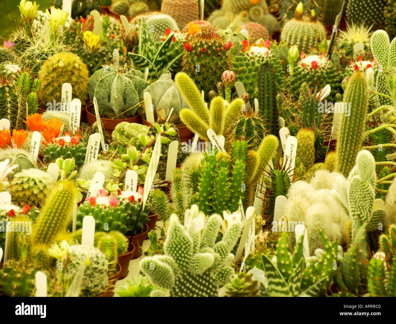 Tatton Flower Show Display del cactus in un rettangolo di selezione Foto Stock