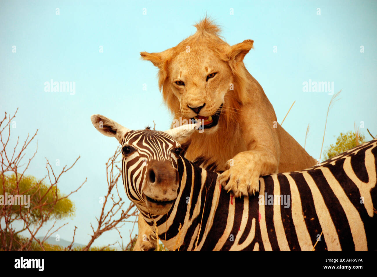 Leone africano attaccando le sovvenzioni Zebra Sudan animale farcito in museo in Utah USA America Foto Stock