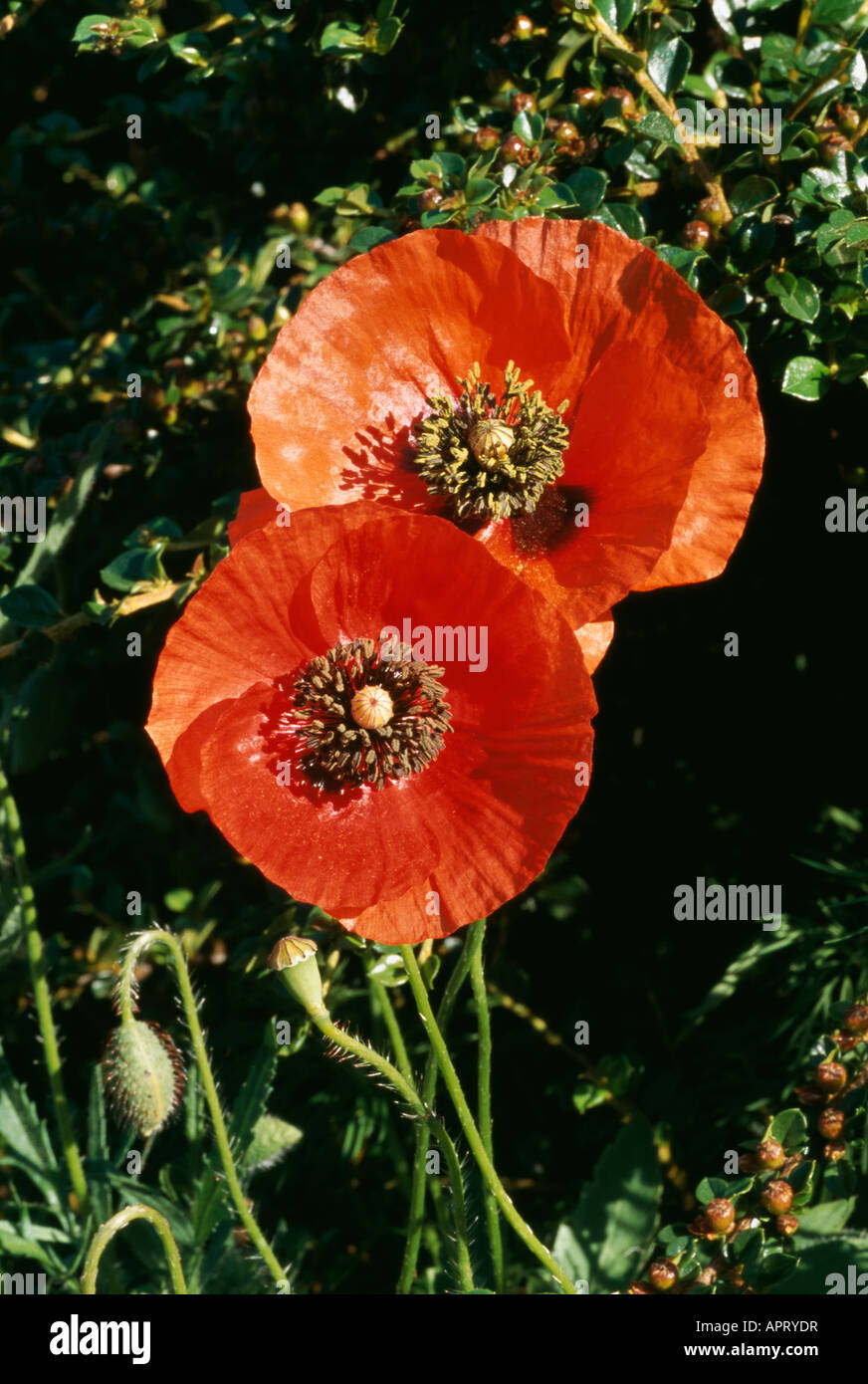 Papaver rhoeas fioritura rossa fiducia cospicua cuore di nero stami Foto Stock