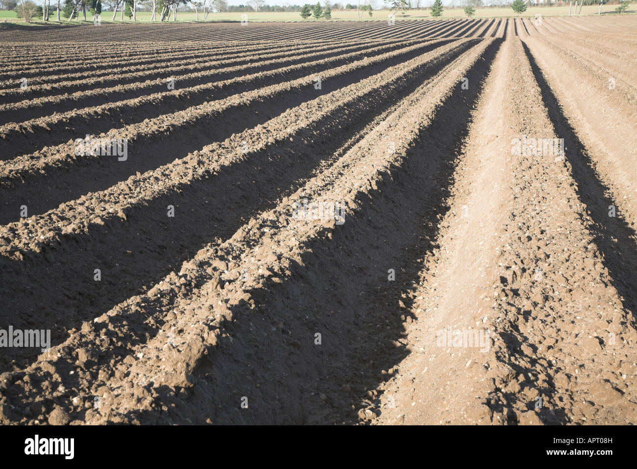 Profondi solchi arò nel suolo Butley, Suffolk, Inghilterra Foto Stock