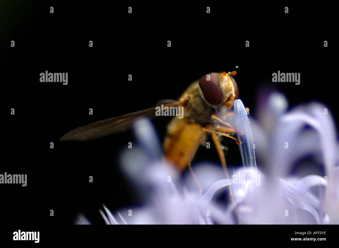 Un hoverfly atterra sul thistle del globo (Echinops bannaticus). Foto di Jim Holden. Foto Stock