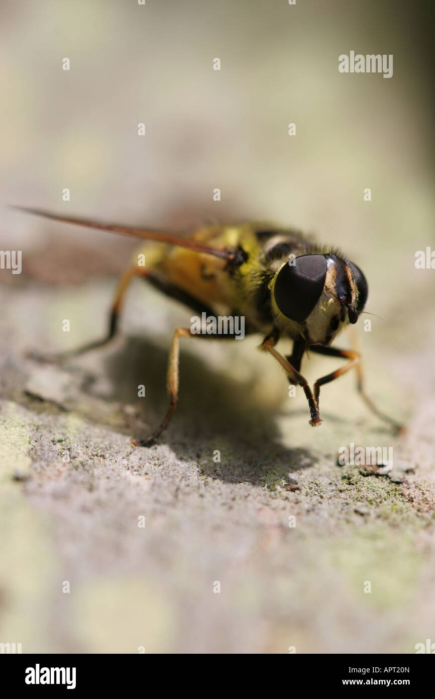 Hoverfly su legno di muschio Foto Stock