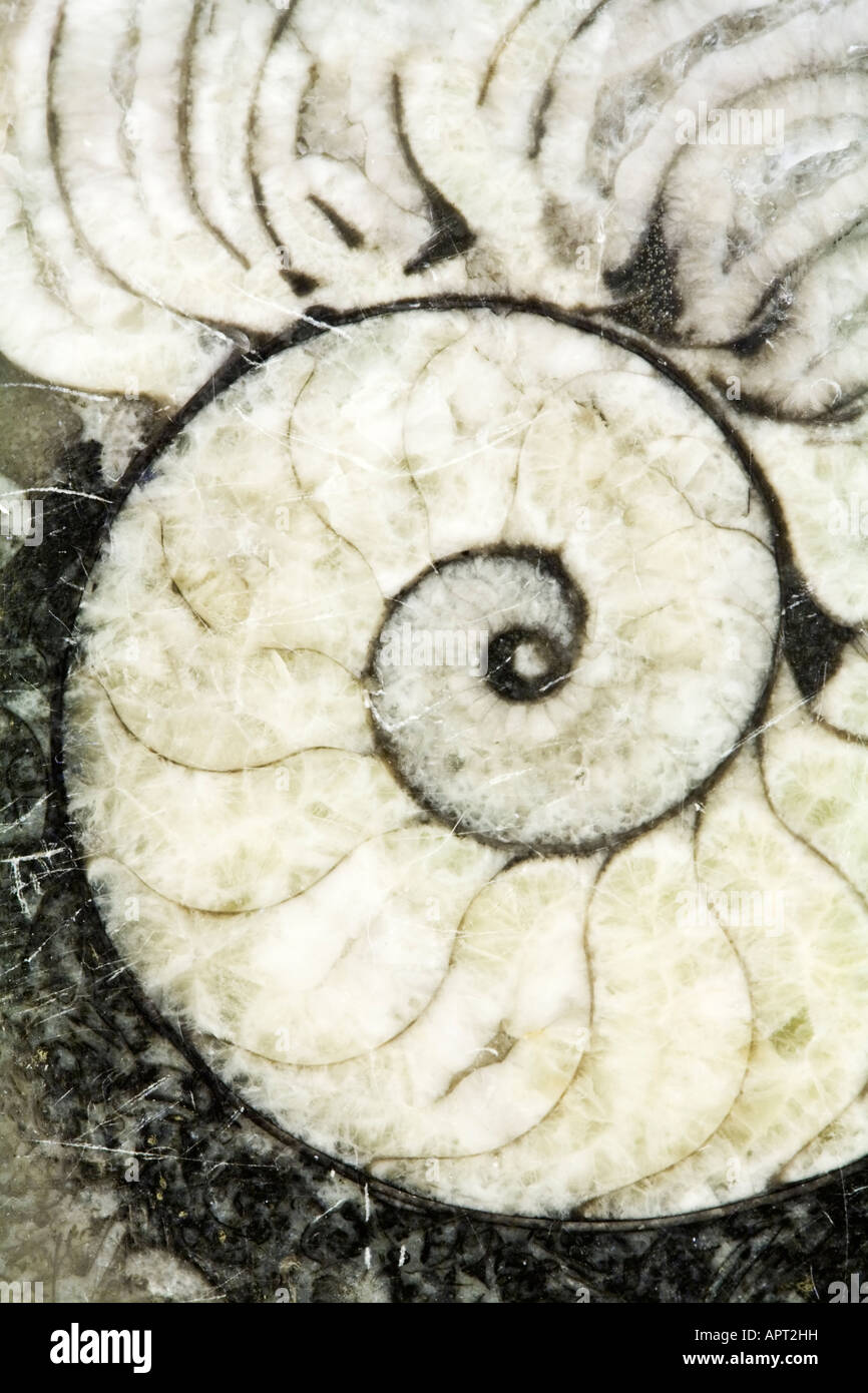 Il guscio lucido dell'Ammonita un mollusco estinto dall'era mesozoica Foto Stock