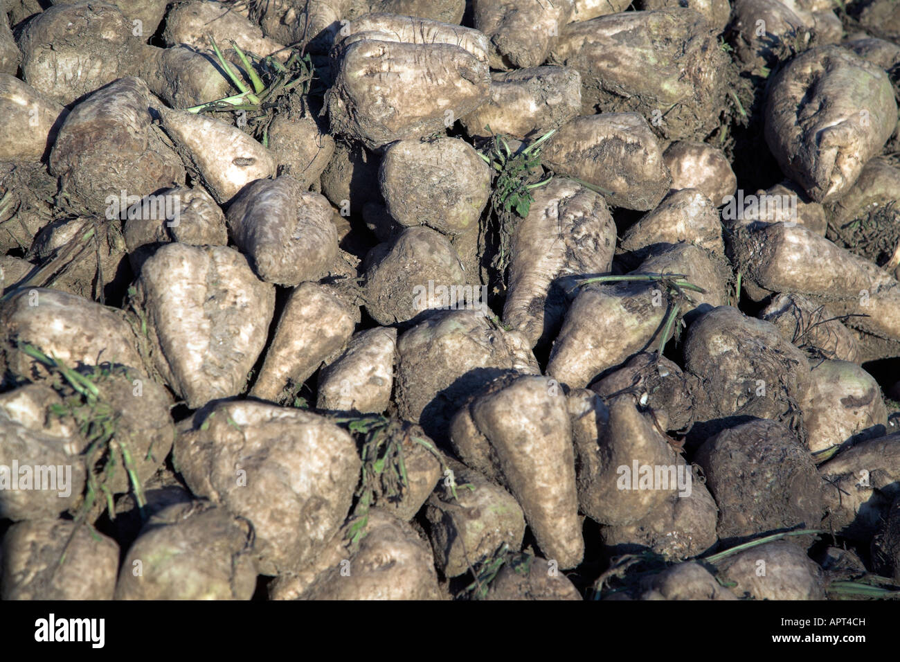 La barbabietola da zucchero close up Foto Stock