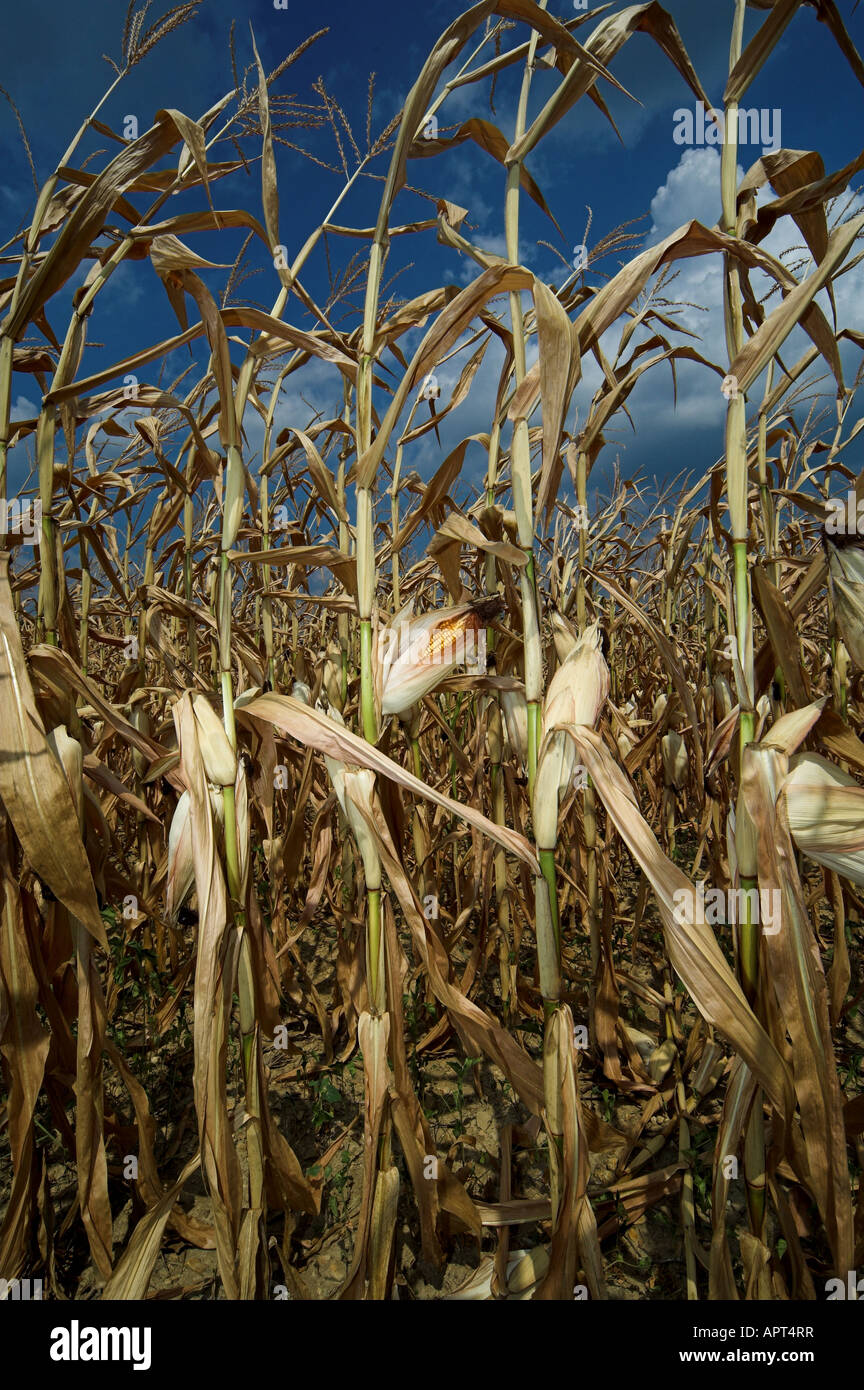 Secchi del raccolto di mais in Tennesse USA Foto Stock