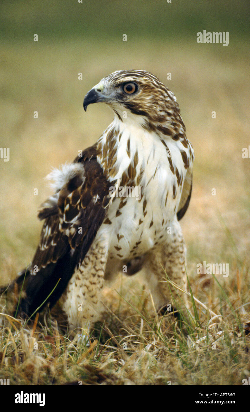 Ampia Falco alato Buteo platypterus Foto Stock