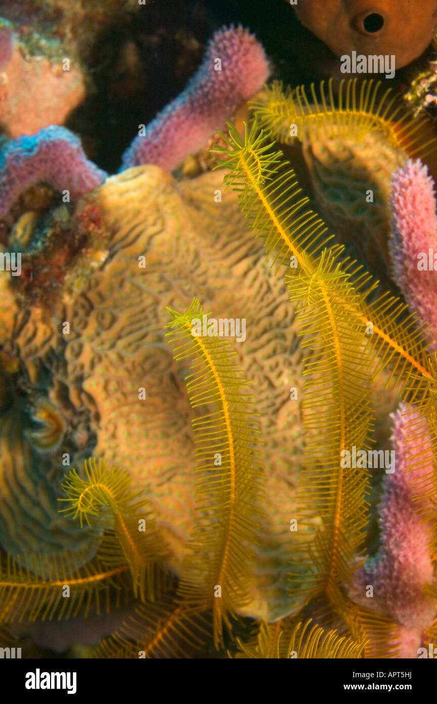 Underwater sulla barriera corallina Tormentos divesite Cozumel Messico Foto Stock