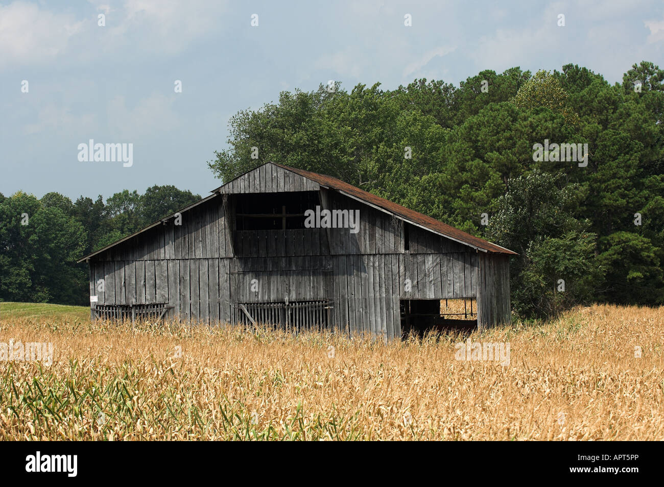 Il vecchio fienile in legno nel mezzo di un campo di mais Tennesse USA Foto Stock