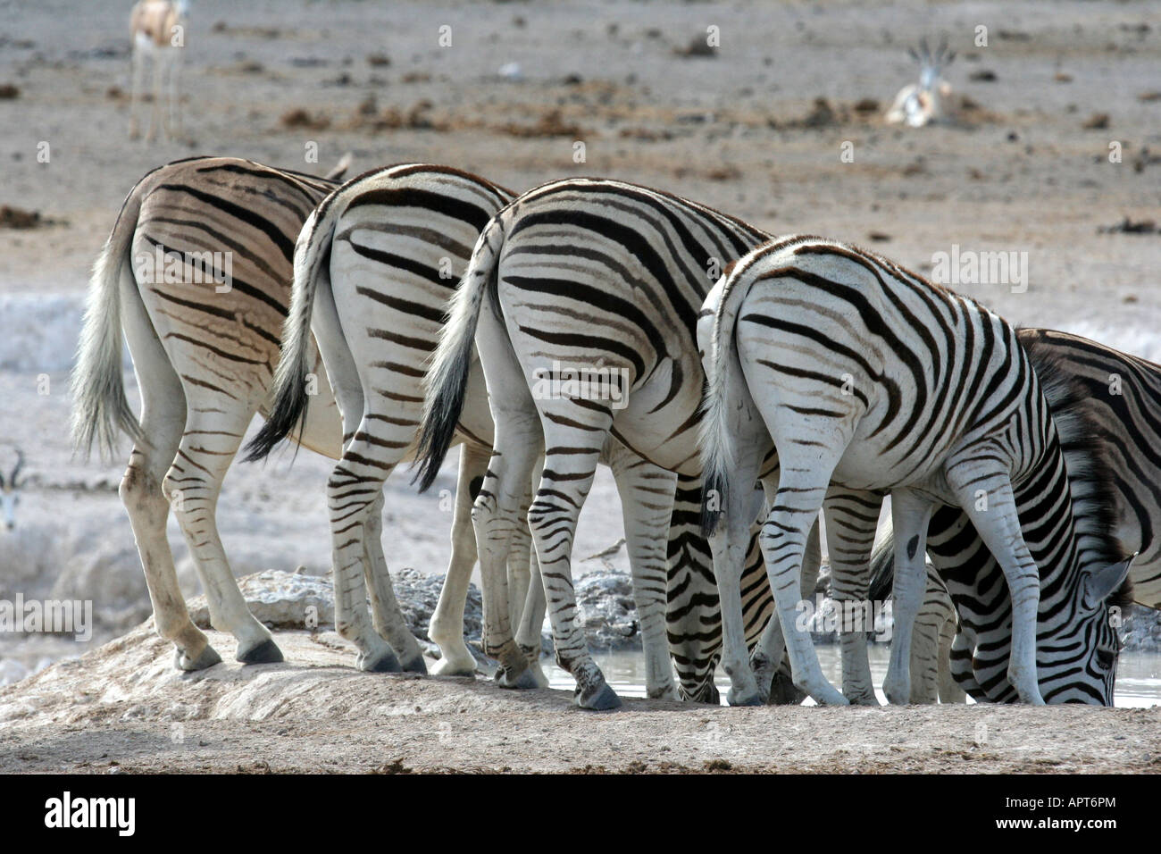La Zebra brucia in aria Foto Stock