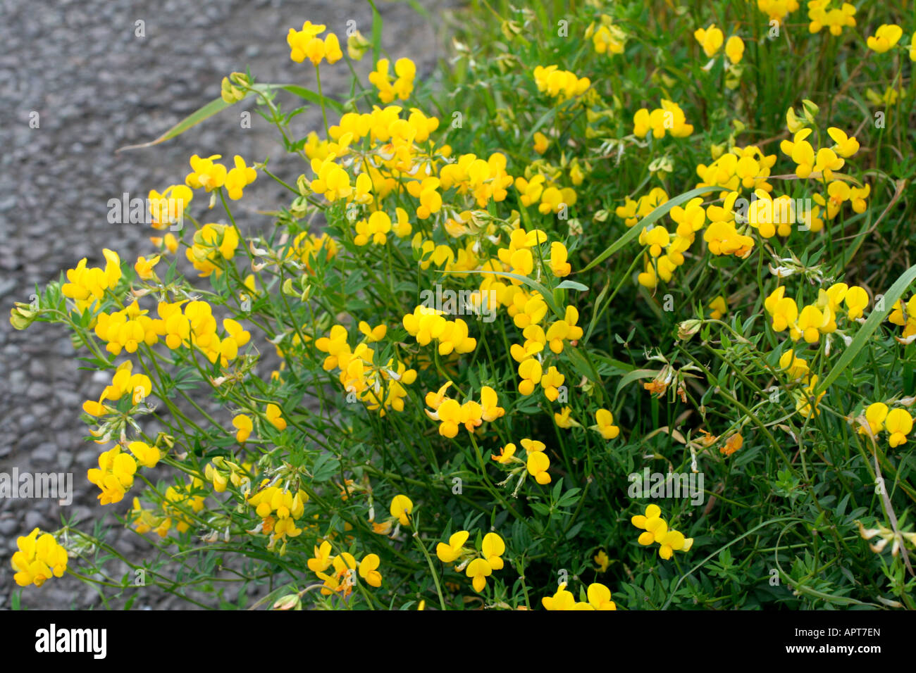 LOTUS CORNICULATUS BIRDSFOOT TREFOIL Foto Stock