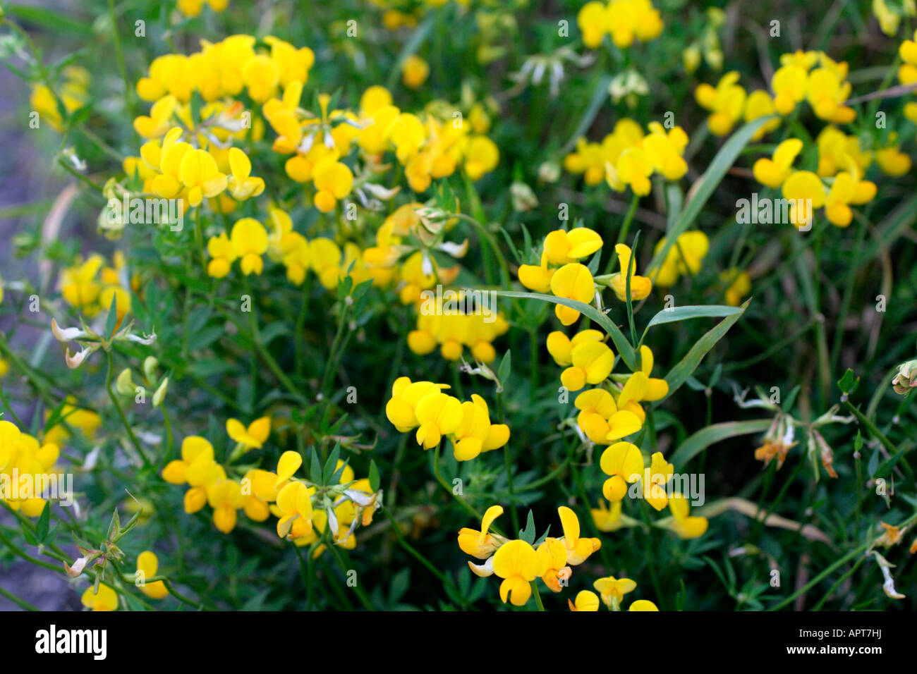 LOTUS CORNICULATUS BIRDSFOOT TREFOIL Foto Stock