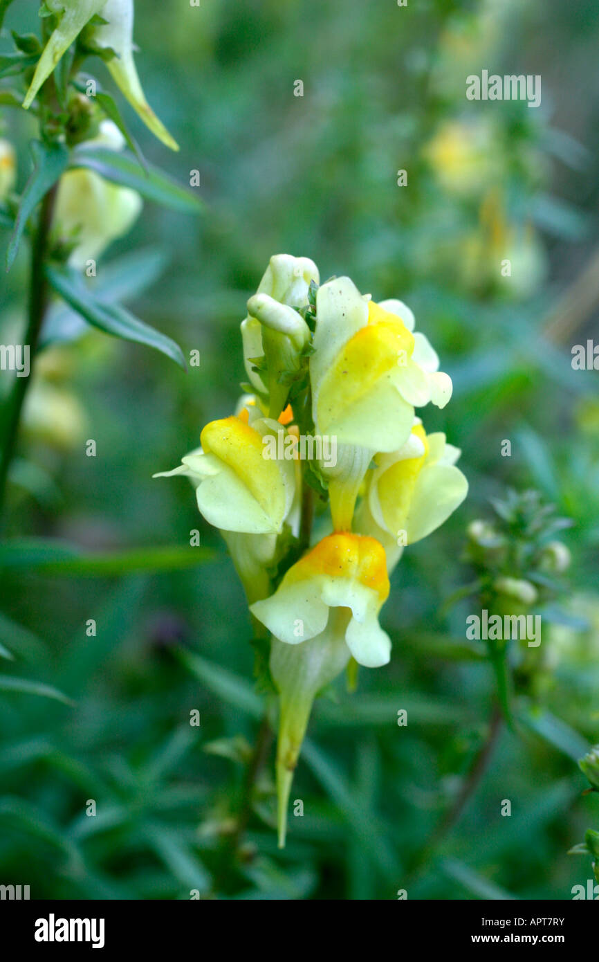 LINARIA VULGARIS TOADFLAX COMUNE Foto Stock