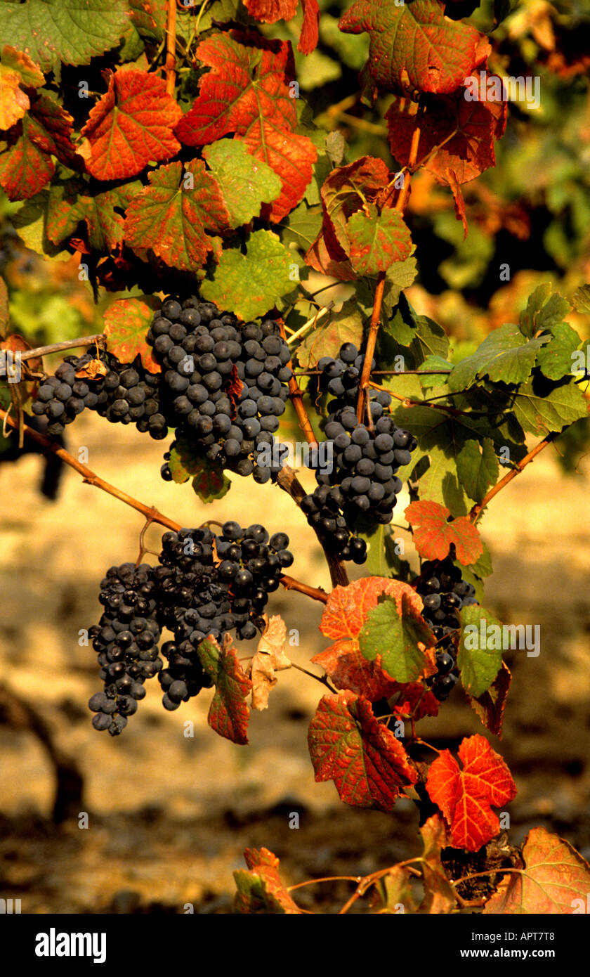 Porto Portogallo Porto portoghese vintage cantina uve Douro Foto Stock