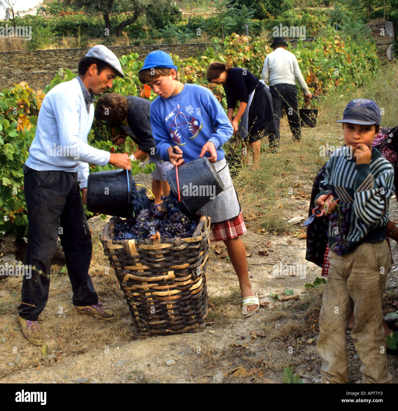 Il Portogallo Porto Valle del Douro vintage cantina uve Foto Stock