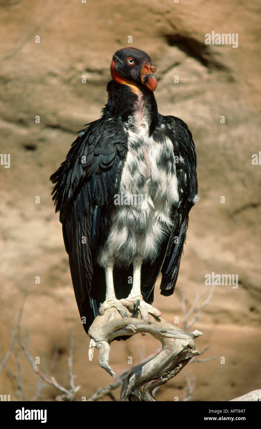 King Vulture Sarcoramphus papa Messico meridionale Foto Stock