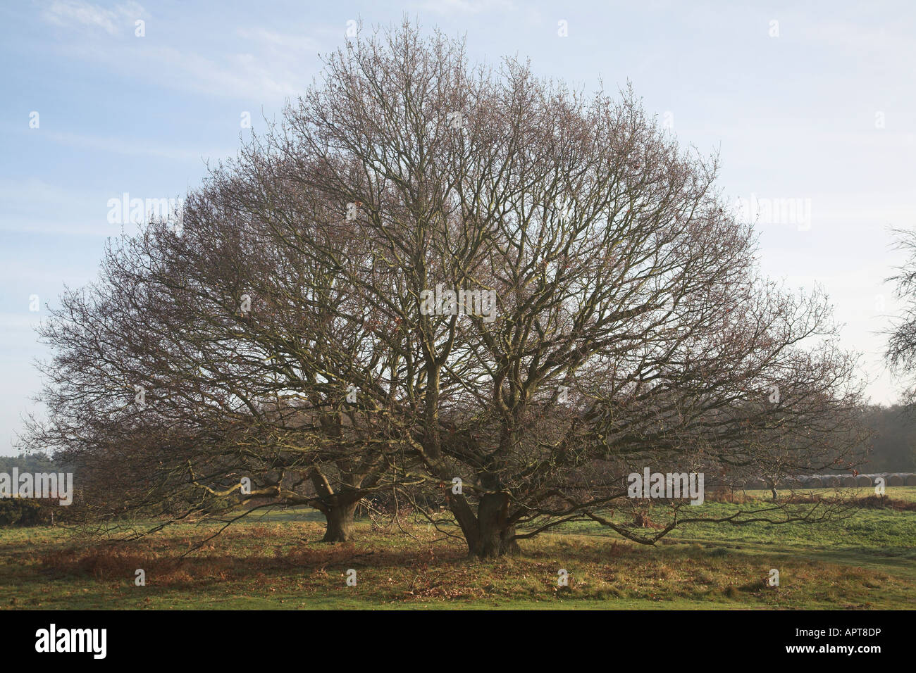 Piccolo albero di quercia su heath in inverno - Quercus robur Foto Stock