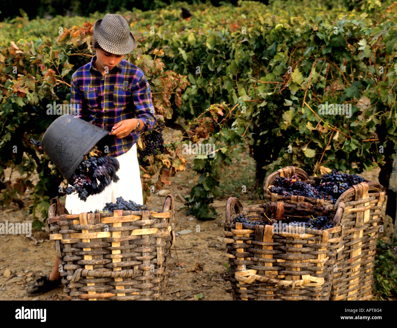 Il Portogallo Porto Valle del Douro vintage cantina uve Foto Stock